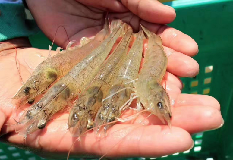 【王牌】白虾 1.4kg*10盒 14kg
