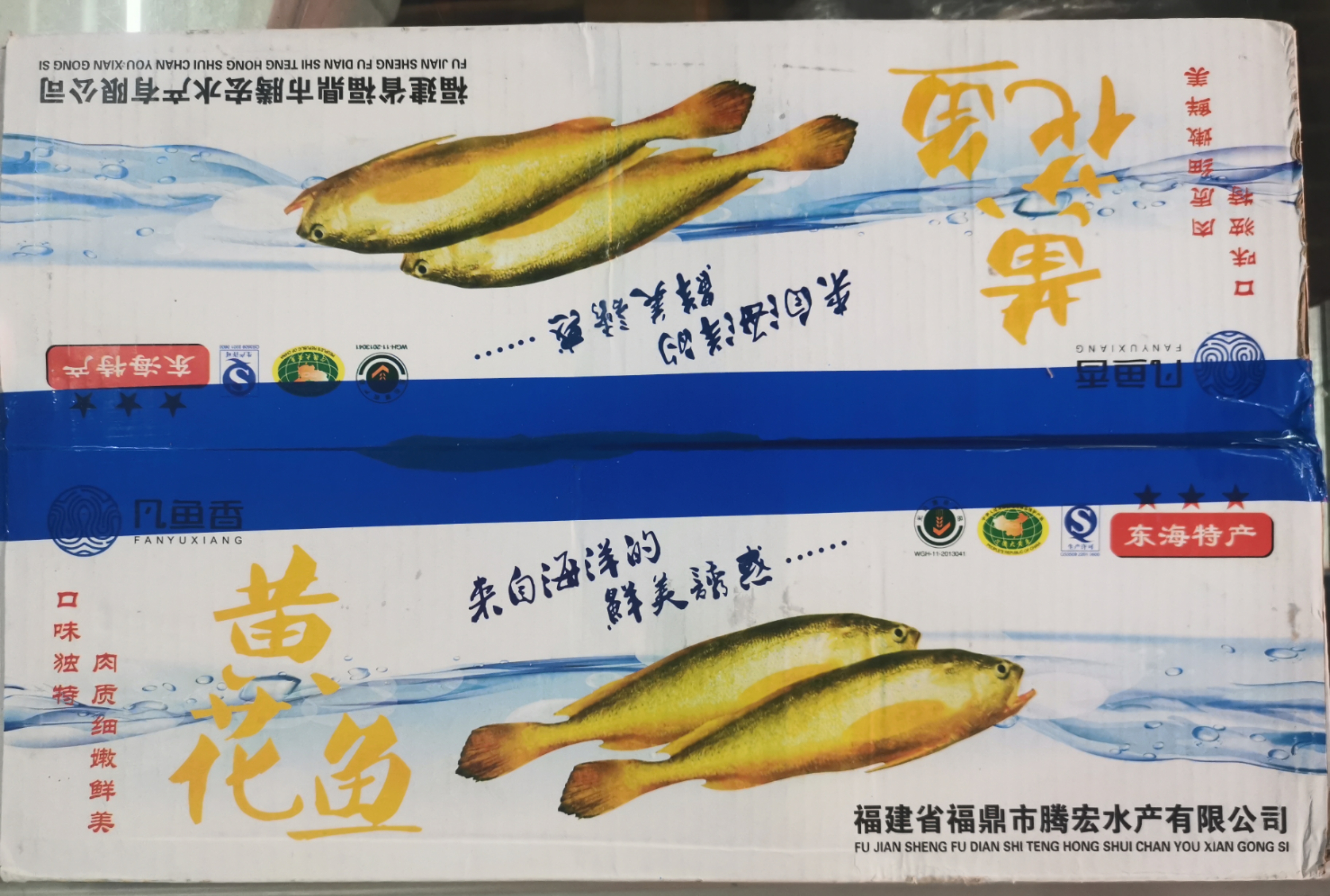 【凡鱼香】养殖黄鱼 宁德出品 3两一条 2两多一条  净重约2.6kg