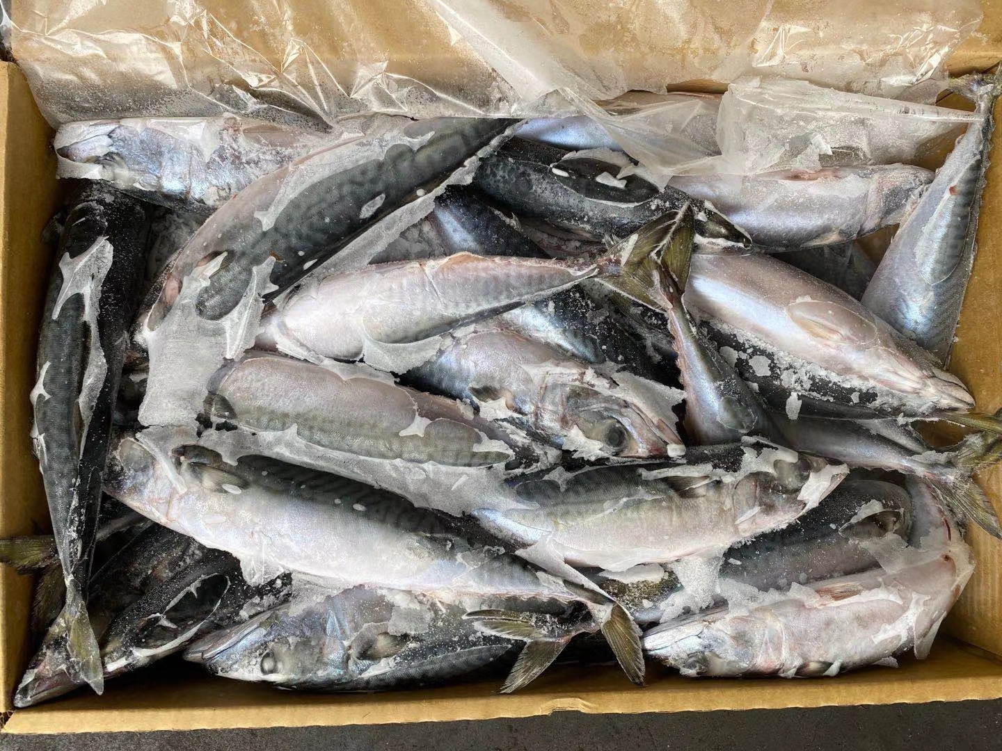 【其它】船冻青占鱼  10kg  多规格
