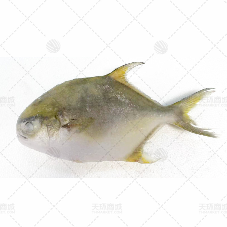 【明粤】金鲳鱼  多规格 10kg