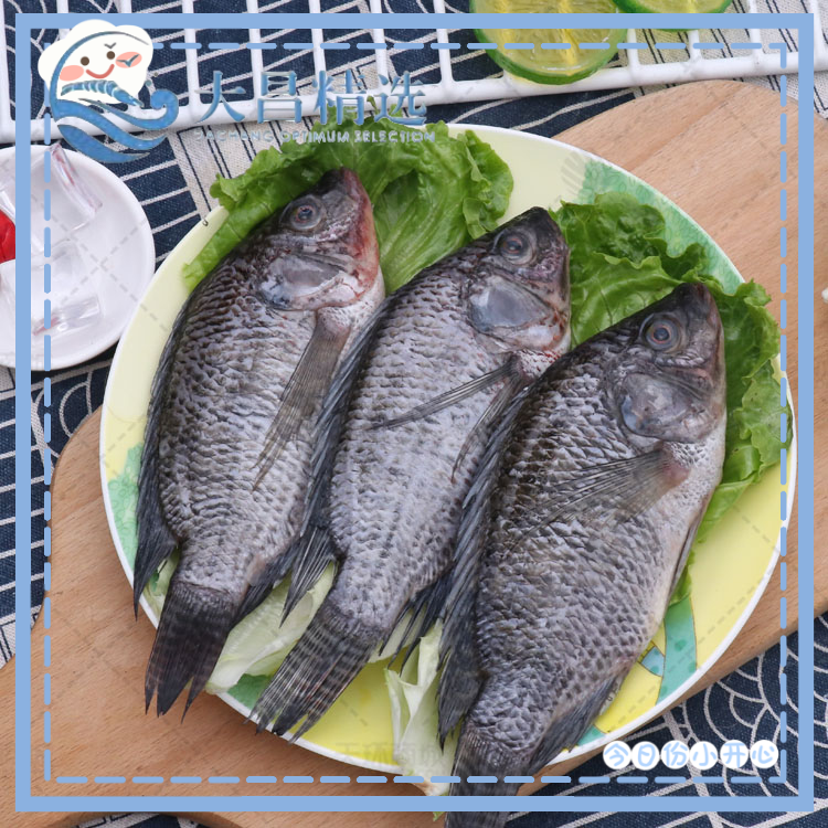 【海亿】罗非鱼  多规格 3.3KG