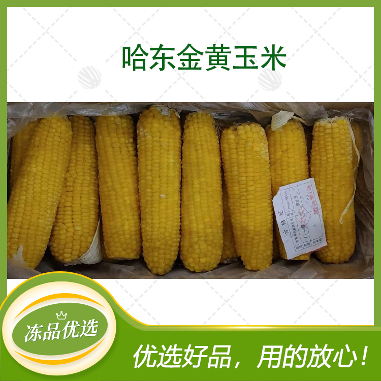 【哈东金】甜糯黄玉米棒（A级）40支 （黄胶带）