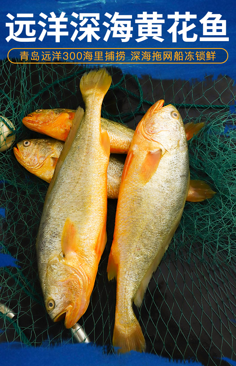 【斐梵国际】 冻鲜大黄鱼 500g/条